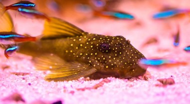 如何正确照料鲶鱼