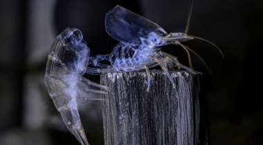 我的虾是死了还是在蜕壳？