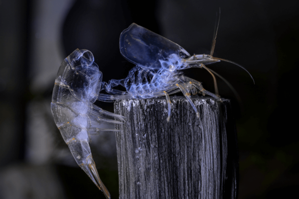 我的虾是死了还是在蜕壳？