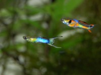 10加仑水族箱的最佳放养选择