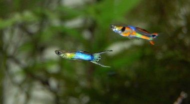 10加仑水族箱的最佳放养选择