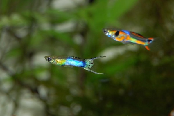 10加仑水族箱的最佳放养选择