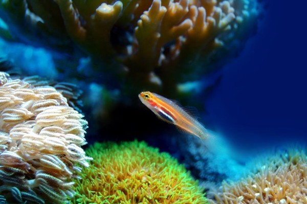 什么是纳米珊瑚礁？