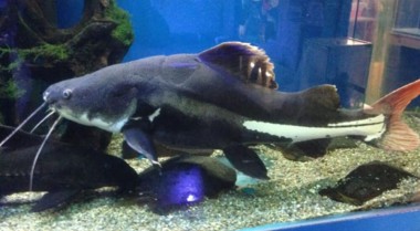 什么是坦克破坏者鱼？