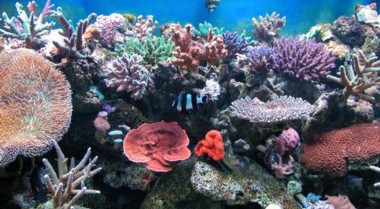 海水水族箱水面泡沫堆积问题