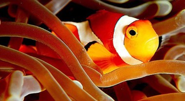 新手最佳海水水族箱鱼