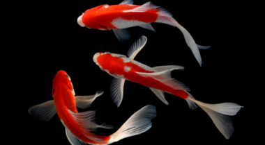 遭受新池塘综合征的困扰？我们可以帮助解决