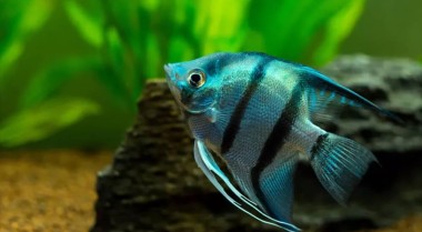 哪些类型的热带鱼可以一起生活？