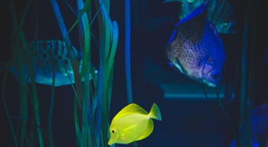 水族箱灯应该开多久？