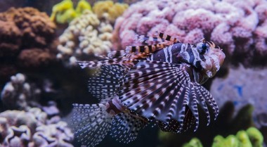 在家用水族箱中饲养狮子鱼