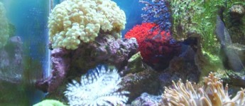 珊瑚礁水族箱珊瑚类型