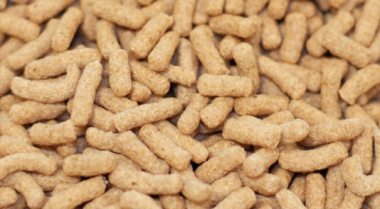 我应该什么时候开始喂小麦胚芽？