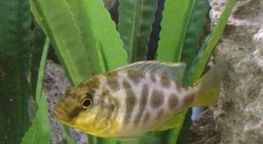 水族箱照明的平衡之道