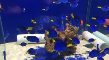 多莉是什么类型的鱼？