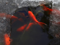 如何为池塘做冬季防护