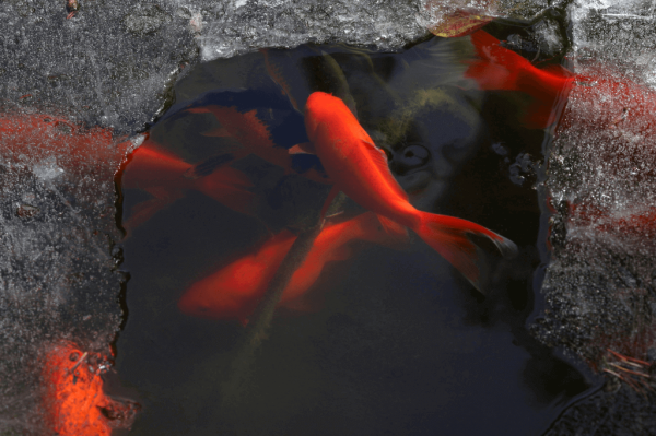 如何为池塘做冬季防护