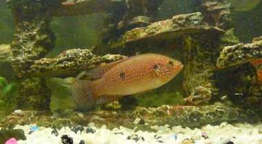 作为爱好的养鱼历史