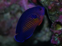 海水神仙鱼的挑选与护理