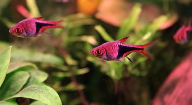 如何降低水族箱中的GH值