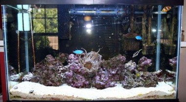 在海水水族箱中建立清洁团队