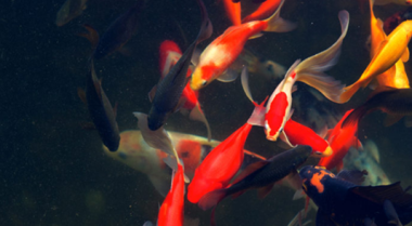 如何为你的池塘选择鱼类