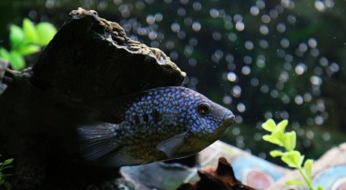 在淡水水族箱中使用活性炭