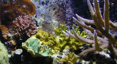 喂养珊瑚 - 保持海水无脊椎动物健康