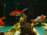 开启淡水鱼缸前需要询问的问题