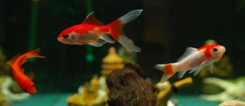 开启淡水鱼缸前需要询问的问题