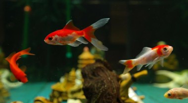 开启淡水鱼缸前需要询问的问题