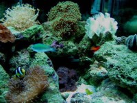 海水水族箱中的Kalkwasser(氢氧化钙的水溶液)