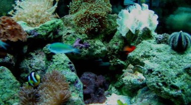 海水水族箱中的Kalkwasser(氢氧化钙的水溶液)