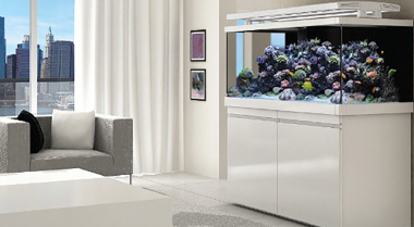 你的水族箱应该放在哪里