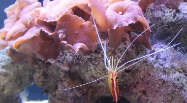 海水或珊瑚礁水族箱中的海水虾