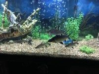 最古老的水族箱鱼类