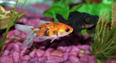 鱼类活饵的优缺点