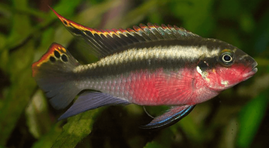 什么是生物群落水族箱？