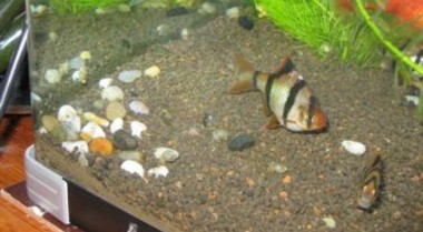 常见淡水热带鱼疾病