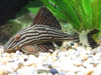 水族箱水质测试套件