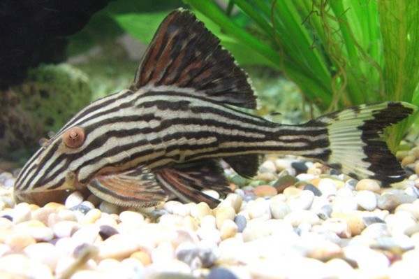 水族箱水质测试套件