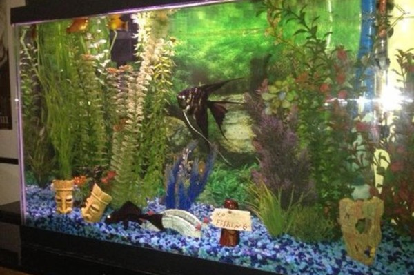 如何解决鱼缸水浑浊问题