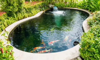 终极池塘项目！