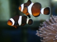 人工繁殖海水鱼的热门推荐