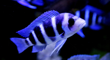 水族箱硝酸盐去除剂 - 如何降低水族箱中的硝酸盐