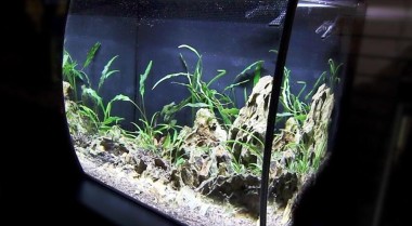 57升水族箱我可以养多少条鱼？