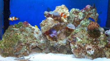 什么是水族箱底缸(过滤缸)?