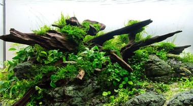 如何设置无CO2的水草缸