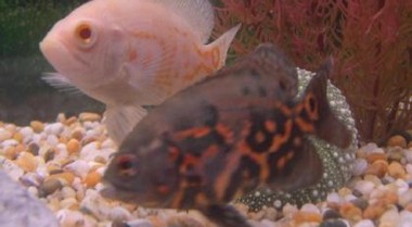 水族箱鱼类药物 - 用还是不用？