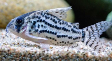 哪些热带鱼会在玻璃上产卵？