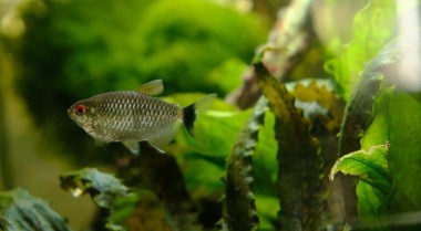 混养水族箱中的大型灯鱼